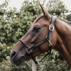 Licol anatomique en cuir - Kentucky