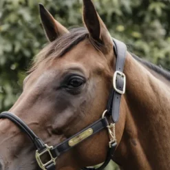 Licol anatomique en cuir - Kentucky