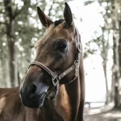 Licol anatomique en suédine - Kentucky - Cuir artificiel