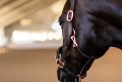 Licol Anatomique Moonless Night - Equestrian Stockholm