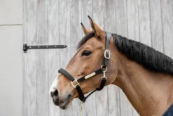 Licol anatomique nylon - Kentucky