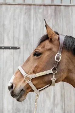 Licol anatomique nylon - Kentucky