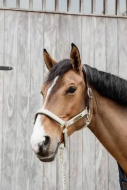 Licol anatomique nylon - Kentucky