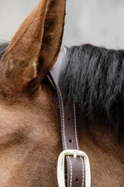 Licol anatomique nylon - Kentucky