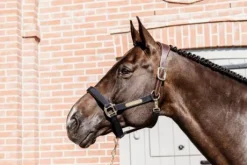 Licol anatomique nylon - Kentucky