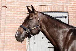 Licol anatomique nylon - Kentucky