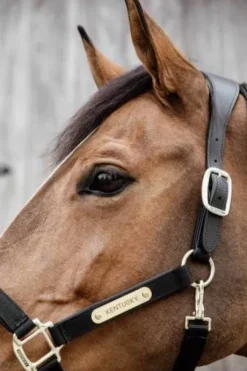 Licol anatomique nylon - Kentucky