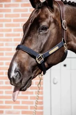 Licol anatomique nylon - Kentucky