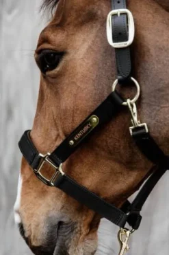 Licol anatomique nylon - Kentucky