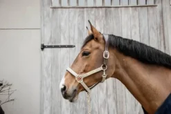 Licol anatomique nylon - Kentucky