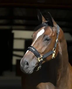 Licol Back On Track Werano