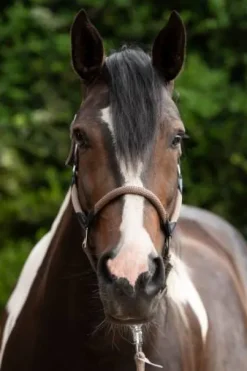 Licol carlotta - HKM - cuir et nylon