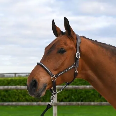 Licol Clincher - Collection One Premium - Jump in