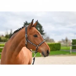 Licol Clincher - Collection One Premium - Jump in