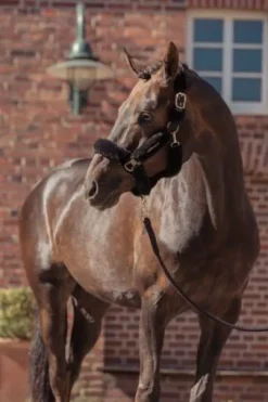 Licol complet Faux Fur Heritage 2025 - Eskadron - Fausse fourrure