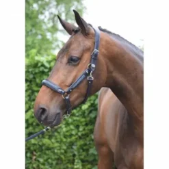 Licol Crystal - Collection Week - Jump in