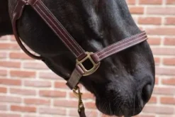 Licol cuir - Petitpas