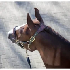 Licol cuir capella Lemieux