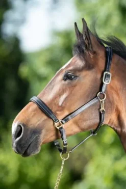 Licol cuir coutures crème noir - HFI - cuir souple