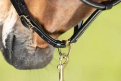 Licol cuir coutures crème noir - HFI - cuir souple