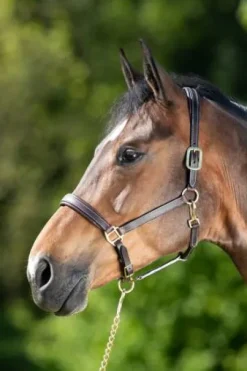 Licol cuir coutures crème noir - HFI - cuir souple