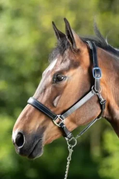 Licol cuir double réglage - HFI - cuir souple