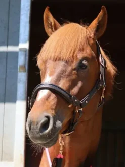 Licol cuir marron disco noir - Ju & Pa - boucles or rose