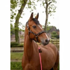 Licol cuir marron disco noir - Ju & Pa - boucles or rose