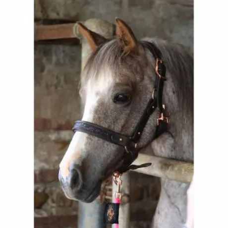 Licol cuir marron disco noir - Ju & Pa - boucles or rose