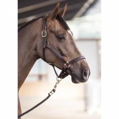 Licol cuir NT - Stubben - Cuir vachette souple