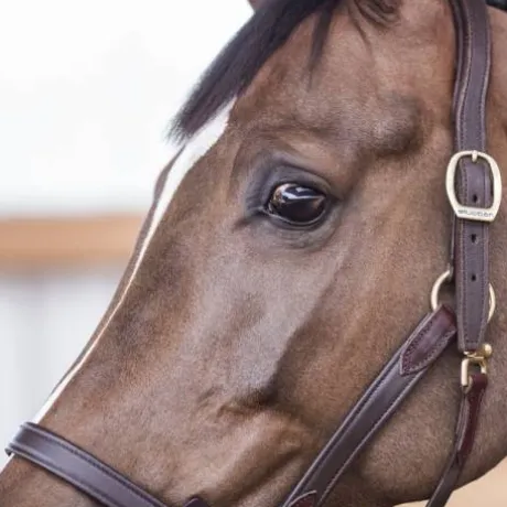 Licol cuir NT - Stubben - Cuir vachette souple