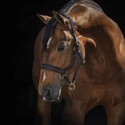 Licol cuir Rambo Micklem - Horseware