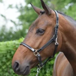 Licol de pansage - Collection Week - Jump'in