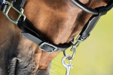 Licol de pansage HFI