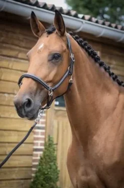 Licol de pansage Jump'in collection One