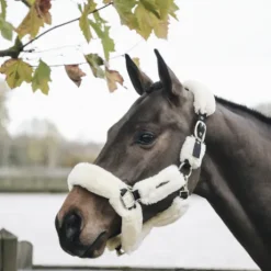 Licol de transport mouton - Kentucky