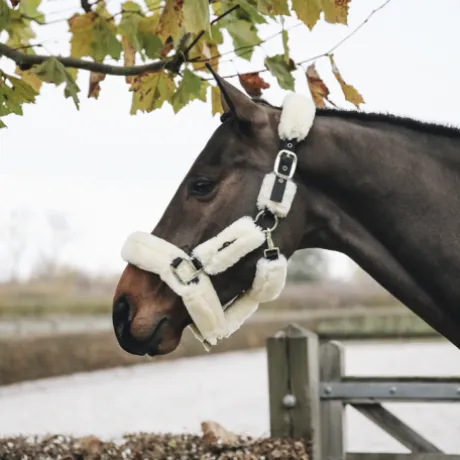 Licol de transport mouton - Kentucky