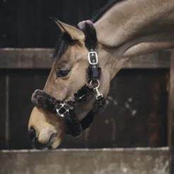 Licol de transport mouton - Kentucky