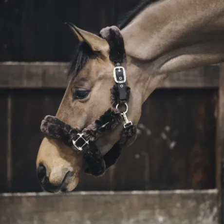 Licol de transport mouton - Kentucky