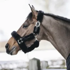 Licol de transport mouton - Kentucky