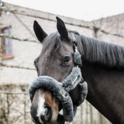 Licol de transport mouton - Kentucky