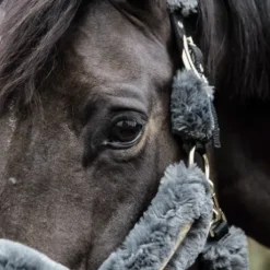 Licol de transport mouton - Kentucky