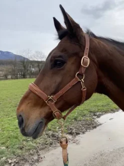 Licol devoucoux marron