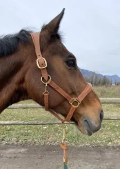 Licol devoucoux marron