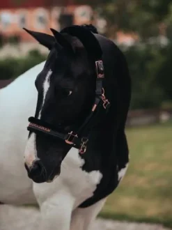 Licol doublé mouton et longe Equestrian Stockholm - DARK SKY