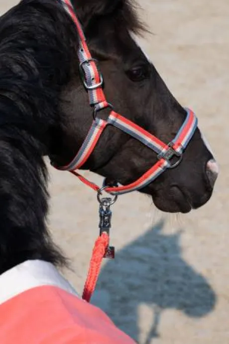 Licol double pin classic sports 2025 - Eskadron - nylon tricolore