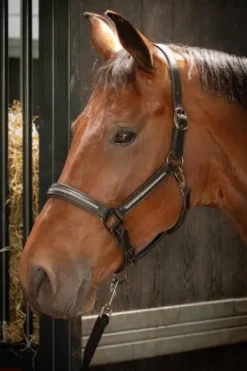 Licol en cuir avec strass - HARRY'S HORSE