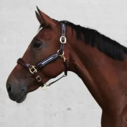 Licol en cuir et nylon Ralph - JMR PRO