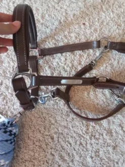 Licol en cuir Norton et longe equitheme