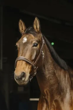 Licol en cuir Rock - Norton